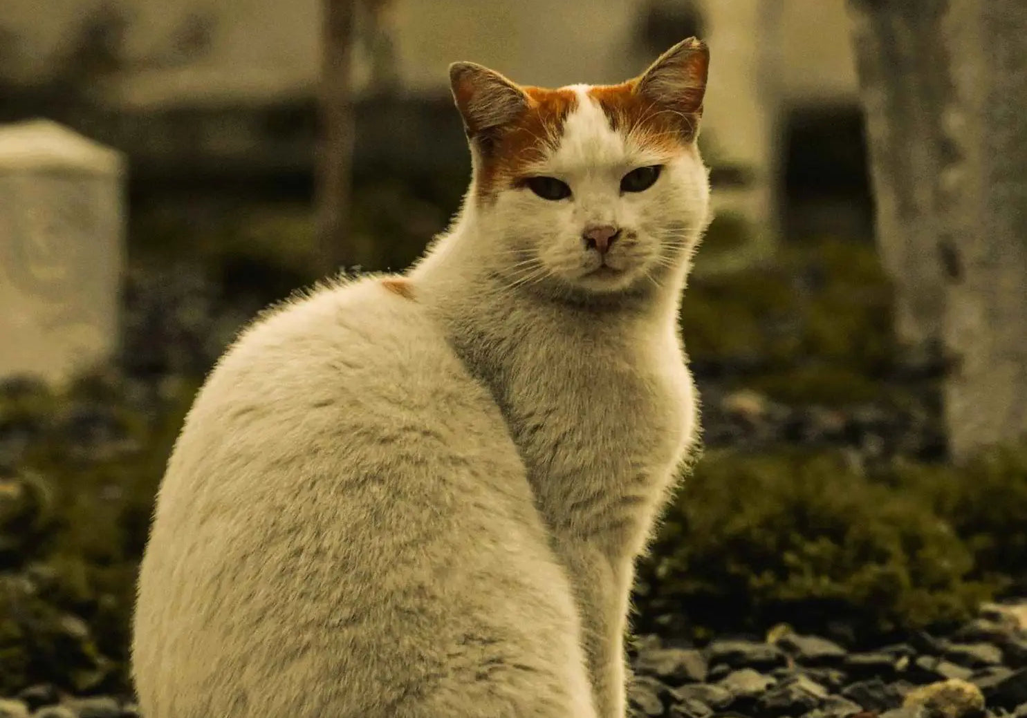Bijou souvenir personnalisé pour le deuil d'un animal de compagnie - Pendentif à compartiment Alhiage