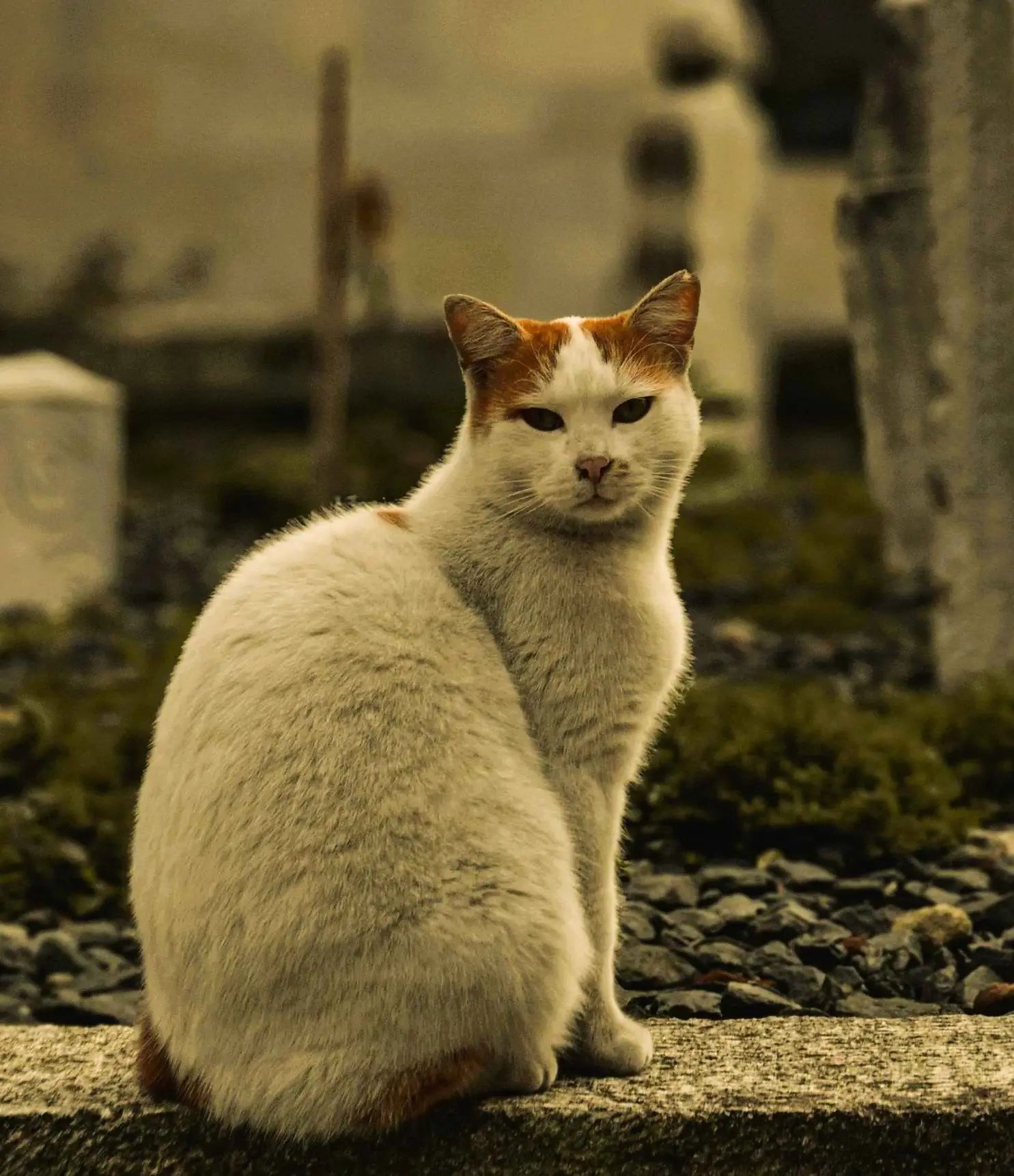 Bijou souvenir personnalisé pour le deuil d'un animal de compagnie - Pendentif à compartiment Alhiage